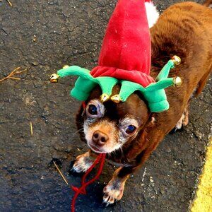 Missing my sweet Little girl Chiquita!!! Happy Holidays Trying to be strong!